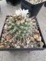 Preview: Turbinicarpus swobodae